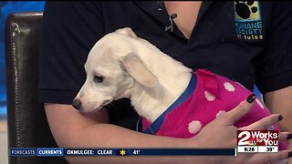 Pet of the Week: Sasha