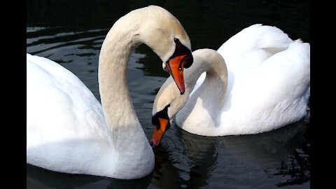 SWAN LOYALTY