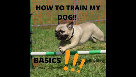 How to Train ANY DOG the basics Dog Training foundation