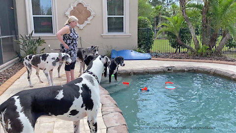 Four Happy Great Danes Check Out The Pool Toys