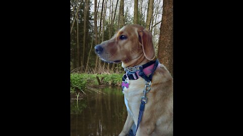 Lily the dogs great swamp adventure