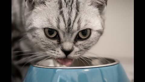 Cats Reaction To Food -Gatos reaccionando a la comida