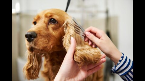 Combing an adorable puppy crying and acting like baby.