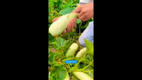 fruit cutting video