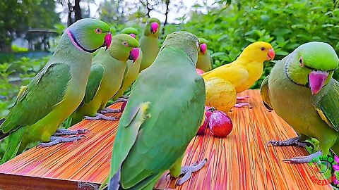 Ringneck Parrot Talking and Eating Fruits