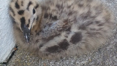 Baby seagull falls from nest, brave dad returns it