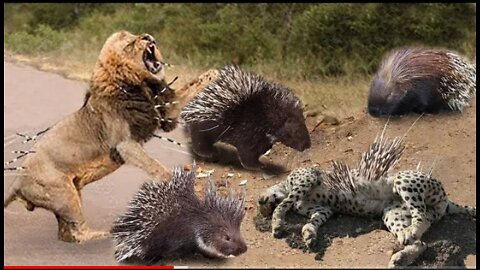 Porcupine Too Danger ! Lion , Leopard and Python Risked Their Lives When Hunting Porcupine