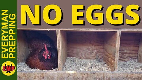 Chickens Not Laying Eggs? Here is Why - Winter Is Coming