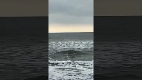 Pelican Dive Bombs For Food Isle of Palms, SC