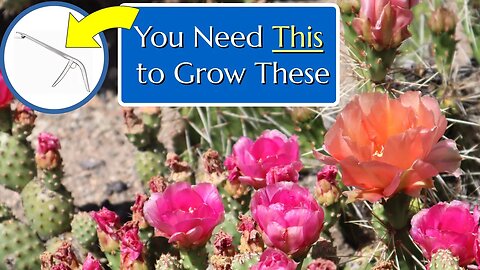 Amazing Hardy Cactus Garden in Canada!