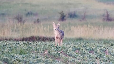 Solo Iowa Coyote Hunt