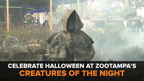 Creatures of the Night at Zoo Tampa | Taste and See Tampa Bay