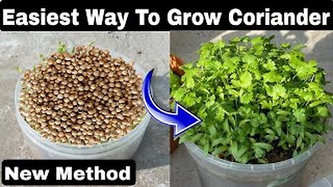 How to grow coriander without soil #shorts #coriander