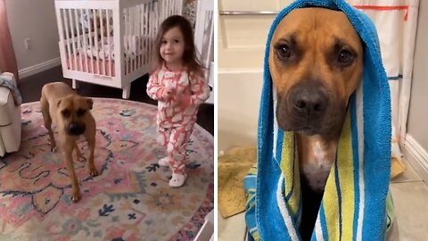 Little Girl Loves Bathing Her Sulky Pup