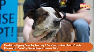 Pet Patrol | Morning blend