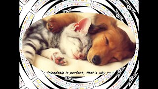 No friendship is perfect, accept the differences! [Quotes and Poems]