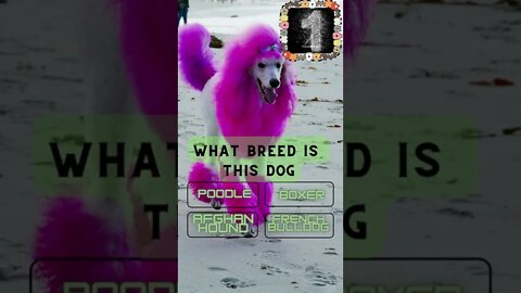 👀Dog Breed Quiz #3 do you think you can get it right?👀 #shorts