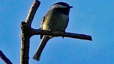 IECV NV #217 - 👀 Chickadee In The Tree Quick Video Clip 4-6-2016