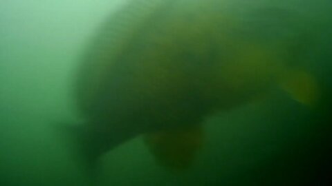 Turbulent Underwater Footage From The Tennessee River: Plus cast netting bait