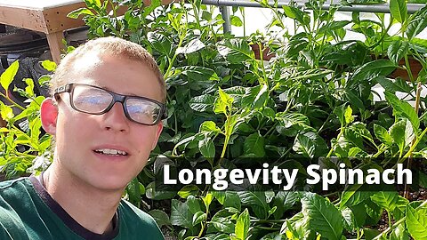 Longevity spinach in aquaponics (growing Gynura Procumbens in an aquaponic system)