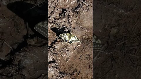 Alaskan Butterfly #nature #alaskatravel