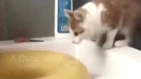 Funny Cats! 😹 Splish Splash, This Kitty's Taking a Bath! 😸🛁💦 (#147) #Clips