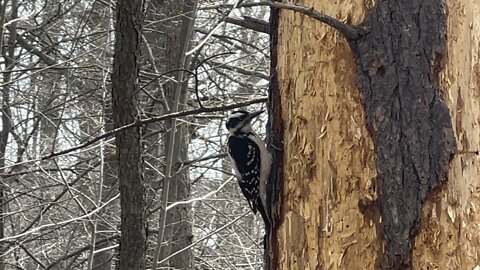 Hairy Wood Pecker