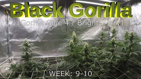 Black Gorilla (Gorilla Glue #4/Bright Berry X) - Seed to Harvest TIME-LAPSE (EP3)