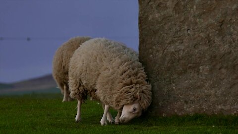 Sheep Scratching On Rocks