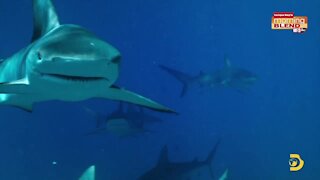 Discovery+ Shark Academy | Morning Blend