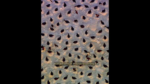 sea birds life around oil platform - full screen { }