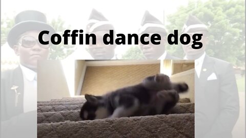 Dog Meme Coffin Dance