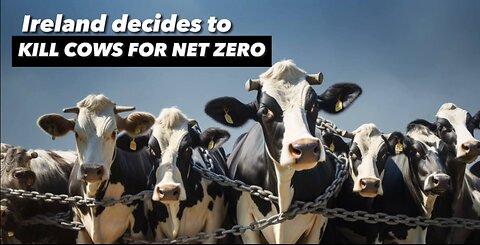 Ireland decides - to kill cows for Net Zero!