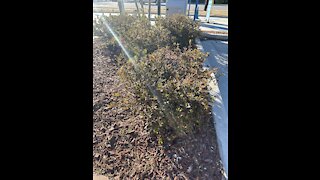 Beautiful plants at a car wash