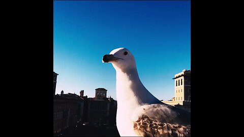 seagull in Rome, italy