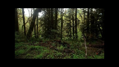 Relaxation in the Forest: 30-minute Meditation: Flute with Natural Water, Forest, and Bird Sounds.