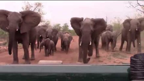 Des éléphants chargent des touristes