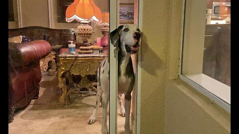 Funny senior Great Dane opens the door & invites herself to dinner