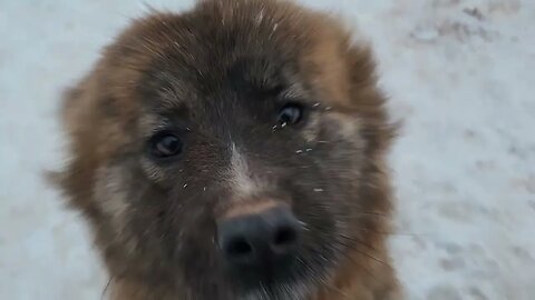 Ancient Guardians Farm Caucasian Ovcharka Laiyana, aboriginal Tibetan Mastiff Karma's Claria & Bears