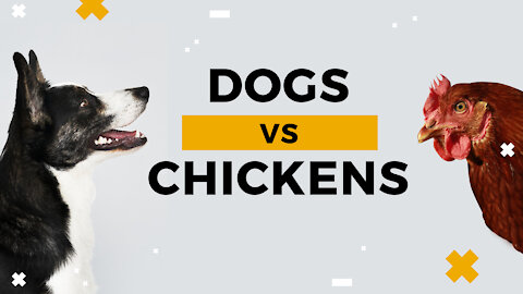 Funny Dog vs Chicken