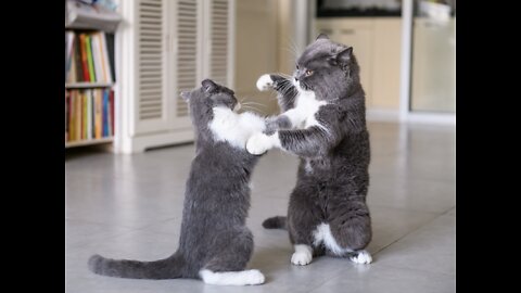 Cat Fight