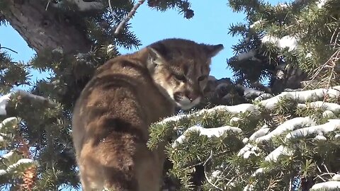 Here Kitty Kitty! Small mountain lion we caught this year and let go!