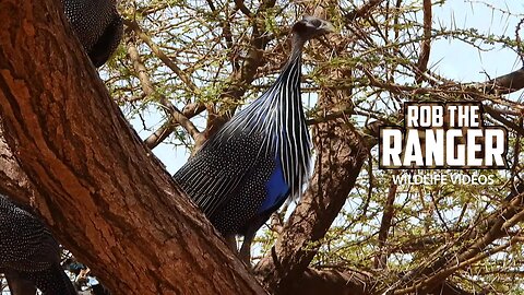 Vulturine Guineafowl | Buffalo Springs | Zebra Plains On Tour