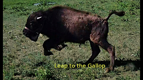 Baby bison loves to run with the dogs on the farm