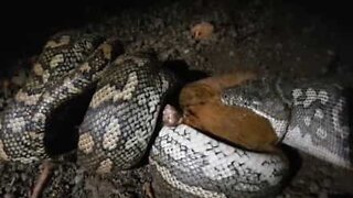 Un python dévore un opossum