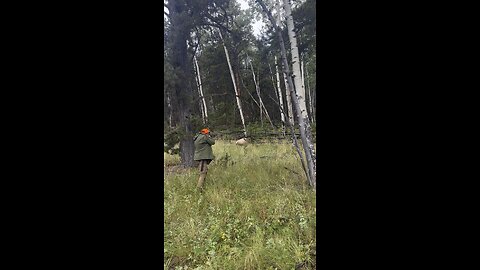 Elk hunt