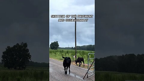 Moving Cows Across the Road #cow #farming #rotationalgrazing