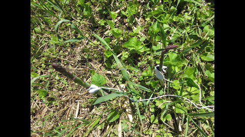 Minnesota Grown Asparagus May 2022