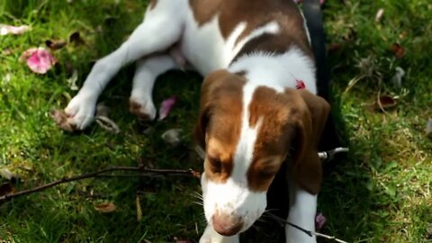 Close up of Beagle chewing stick