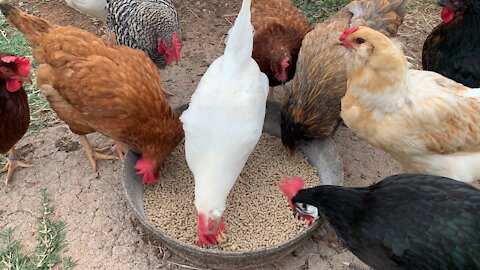 Chickens eating dinner